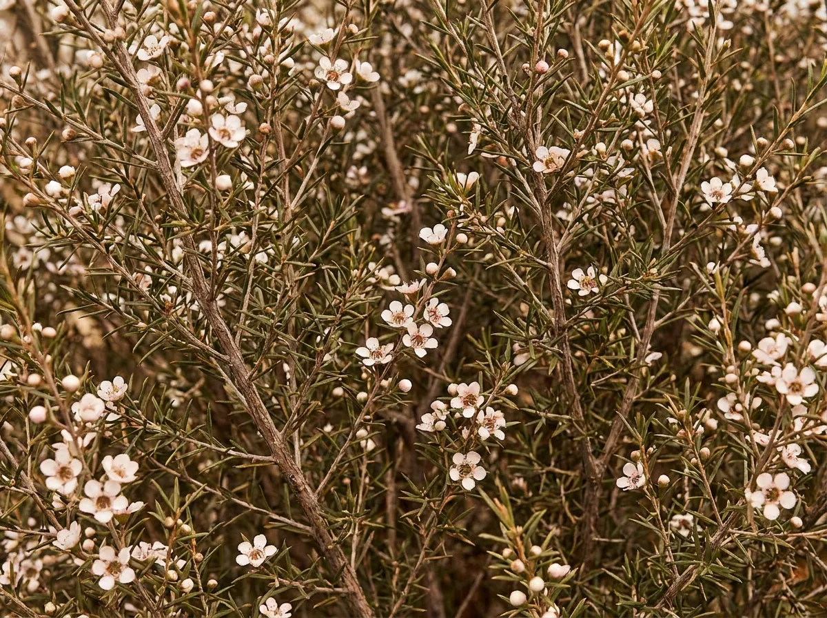Manuka shrub with fine foliage and small white flowers on a New Zealand hillside